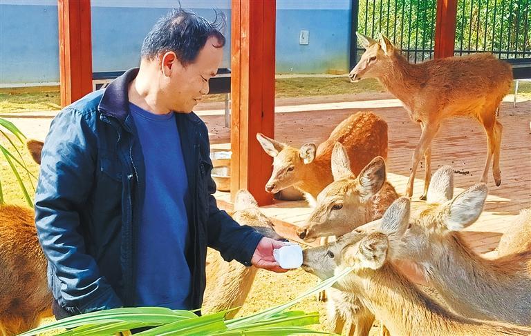 质量发展产业调研】林下生金冰球突破豪华版手机版【高(图3)